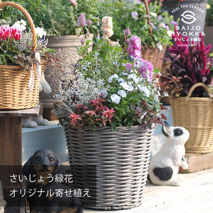 さいじょう緑花オリジナル寄せ植え B【すぐに飾れる】【送料無料・北海道・沖縄発送不可】