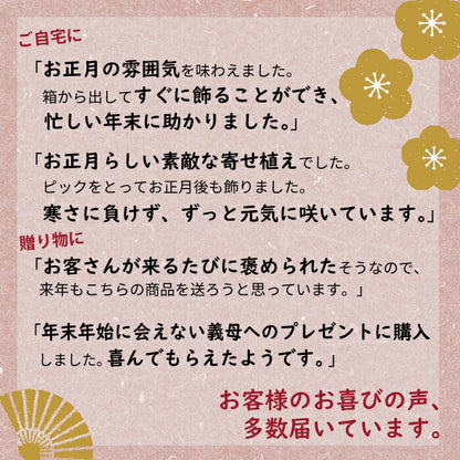 専門店のお正月 舟形 寄せ植え 選べる3色の鉢（ベージュ、ホワイト、ダークグレー）