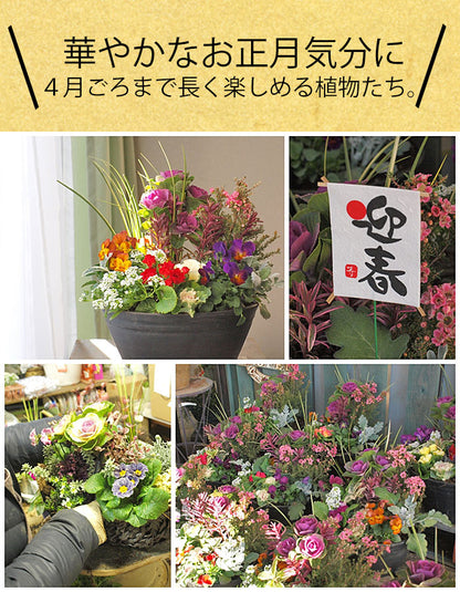 専門店のお正月寄せ植え セラアート鉢