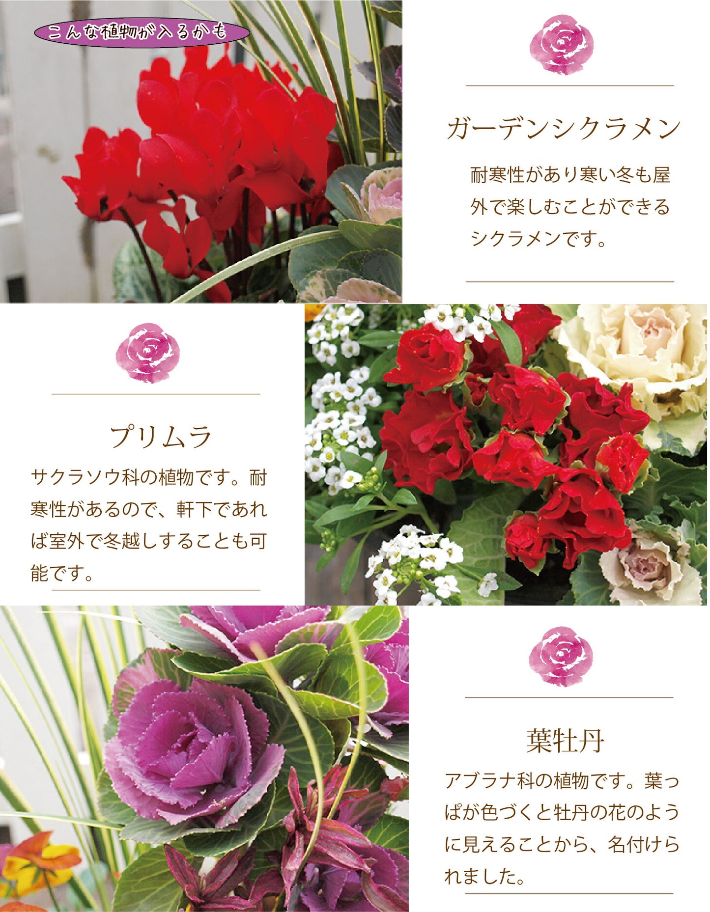 専門店のお正月 舟形 寄せ植え 選べる3色の鉢（ベージュ、ホワイト、ダークグレー）