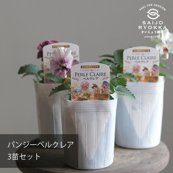 パンジー ペルクレア 花日和  お任せ★3POTset★ フリル咲きパンジー３POT