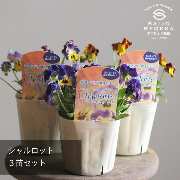 ビオラ シャルロット  お任せ★3POTset★ フリル咲きビオラ3POT【3ポットセット】