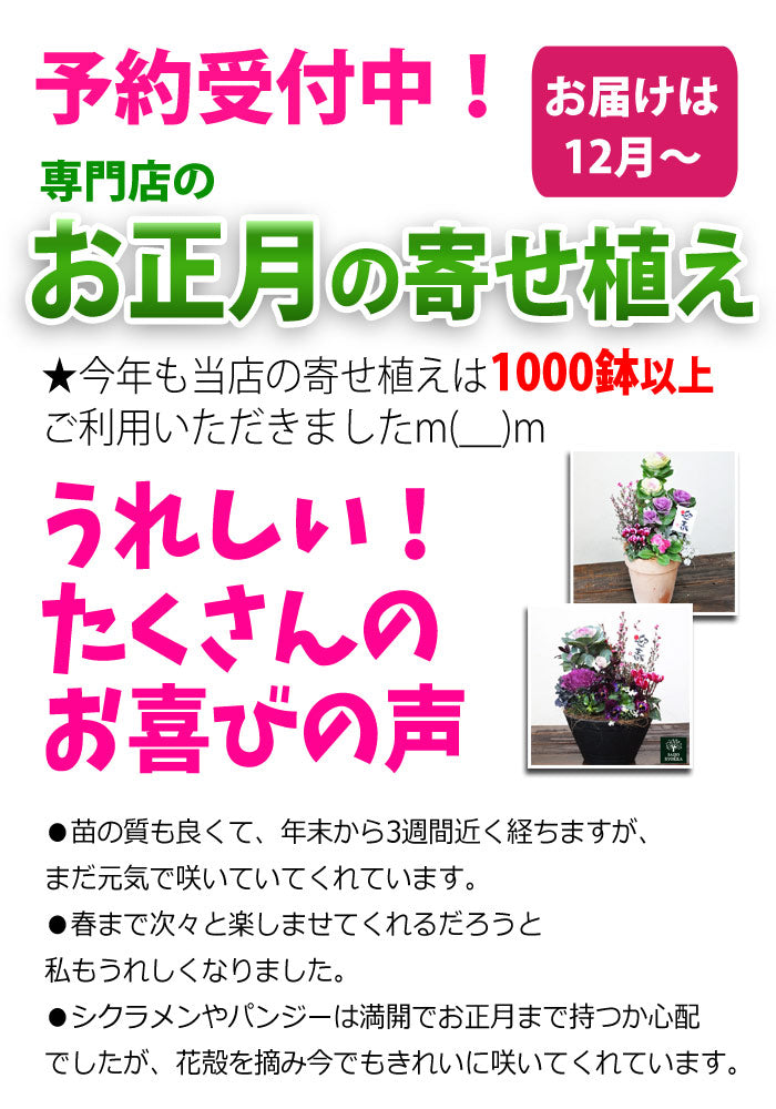 専門店のお正月 舟形 寄せ植え 選べる3色の鉢（ベージュ、ホワイト、ダークグレー）