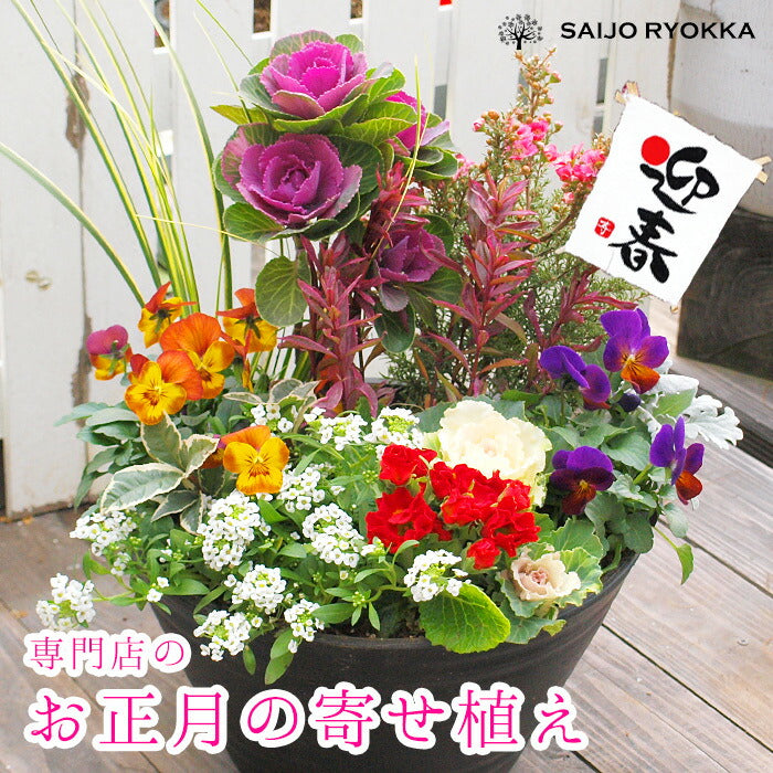 専門店のお正月寄せ植え セラアート鉢