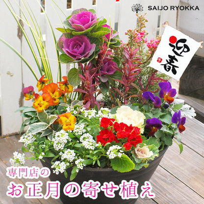 専門店のお正月寄せ植え セラアート鉢