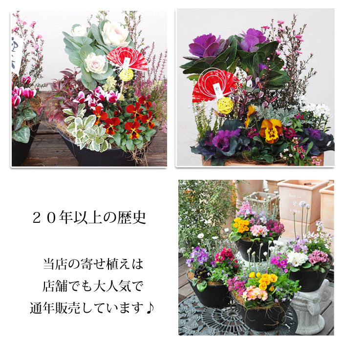専門店のお正月 舟形 寄せ植え 選べる3色の鉢（ベージュ、ホワイト、ダークグレー）