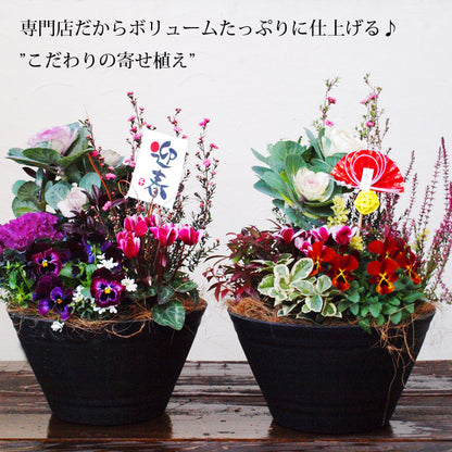 専門店のお正月寄せ植え セラアート鉢